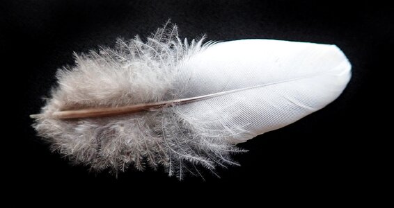 Plumage flight fluffy