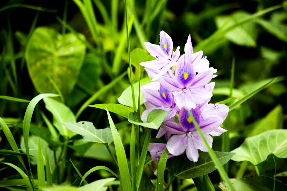 Nature grass viet nam