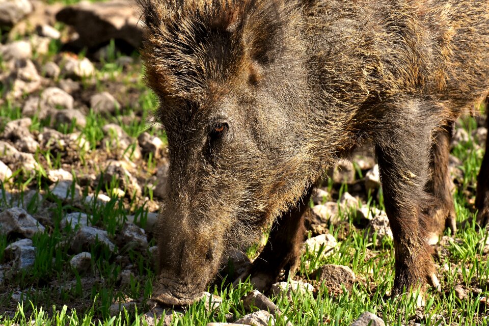 Pigs nature wildpark poing