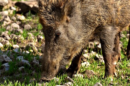 Pigs nature wildpark poing photo