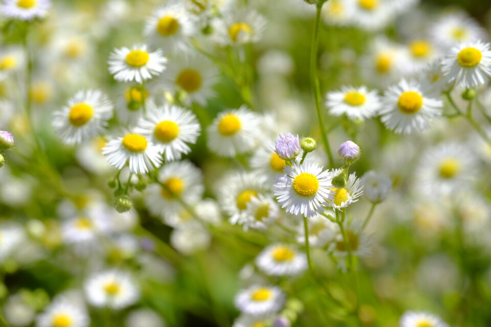 Genuine chamomile composites asteraceae photo