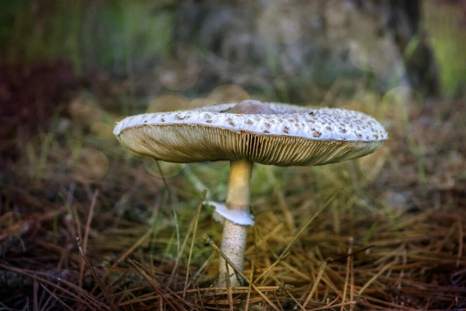 Mushroom forest autumn