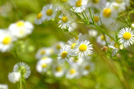 Genuine chamomile composites asteraceae