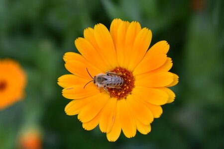 Insect blooms nature