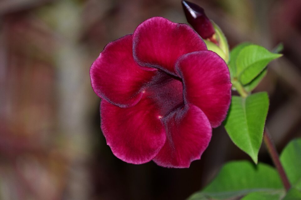 Flowers flowers on board blooming