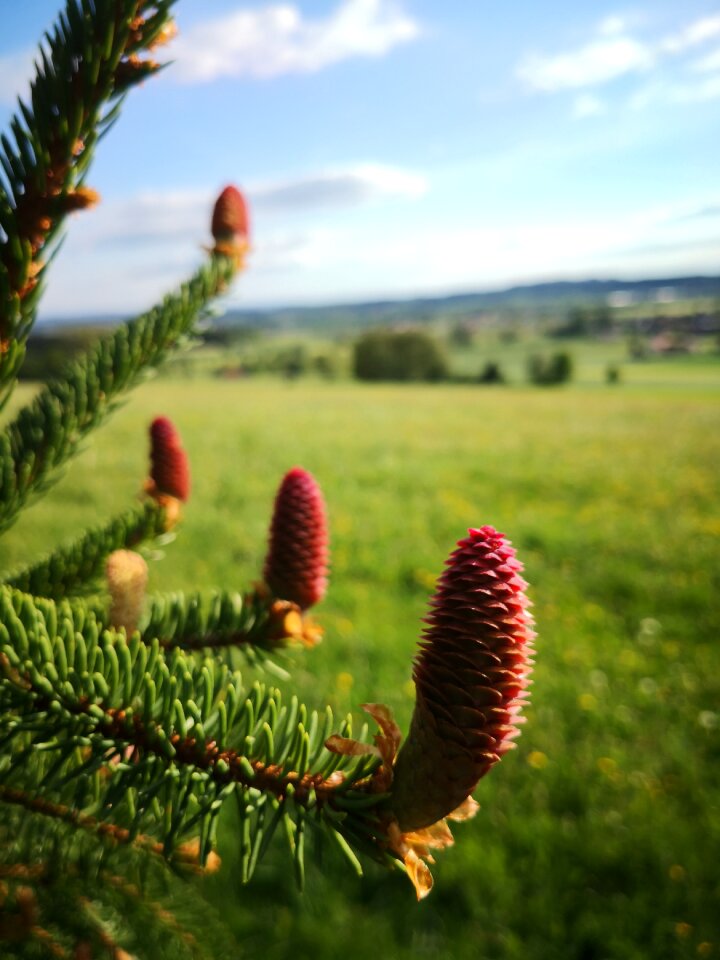 Conifer pine fir tree