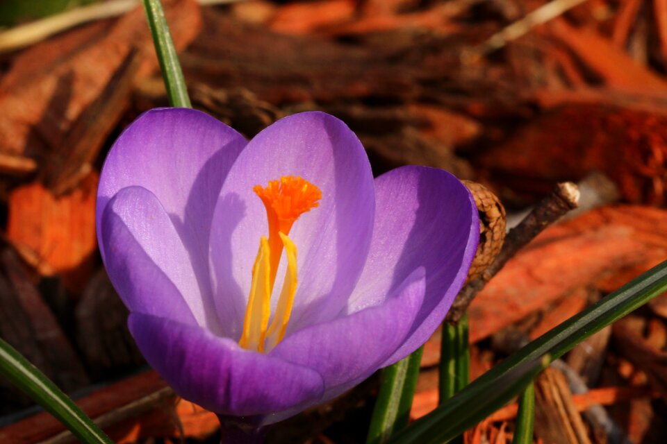 Blossom plant love