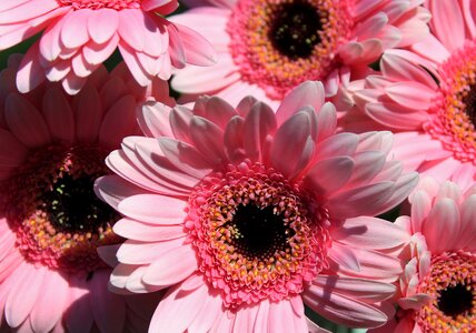 Bloom pink bouquet