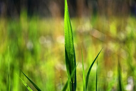 Plant juncaceae swamp