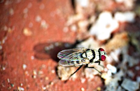 Macro pest red-eye