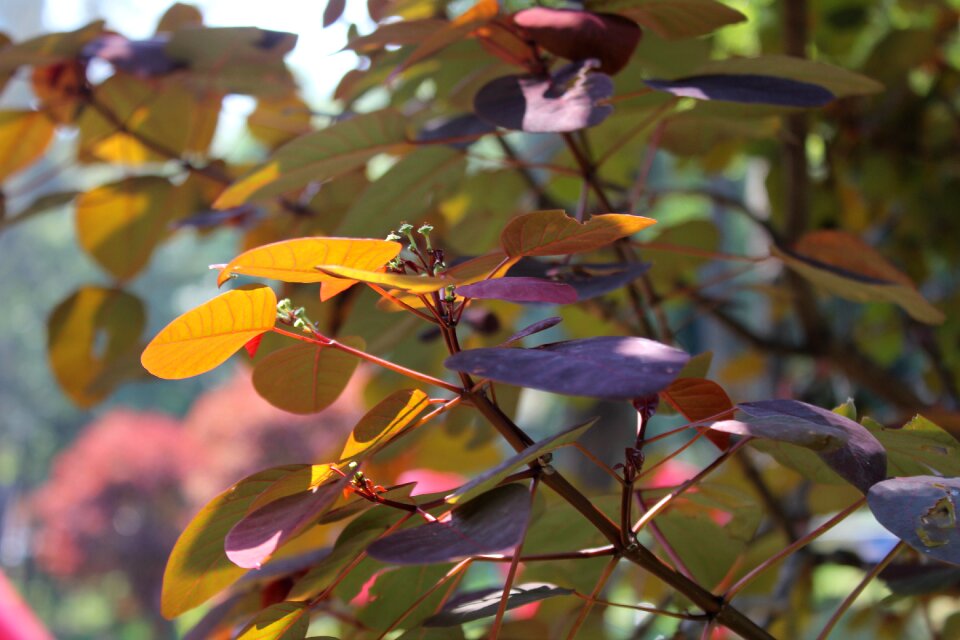 Forest branch plant