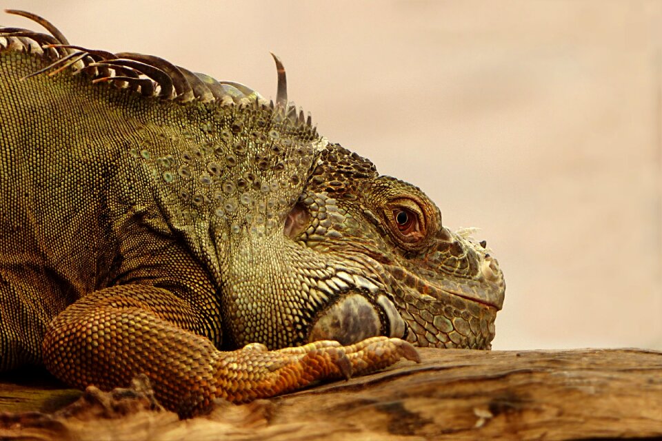 Iguana nature animal world