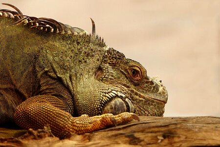 Iguana nature animal world