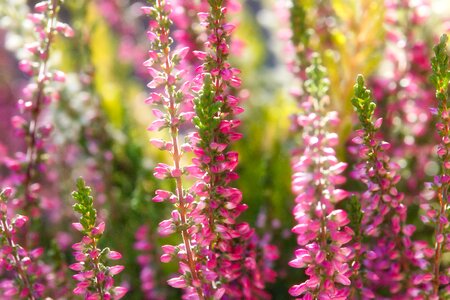 Pink heather autumn