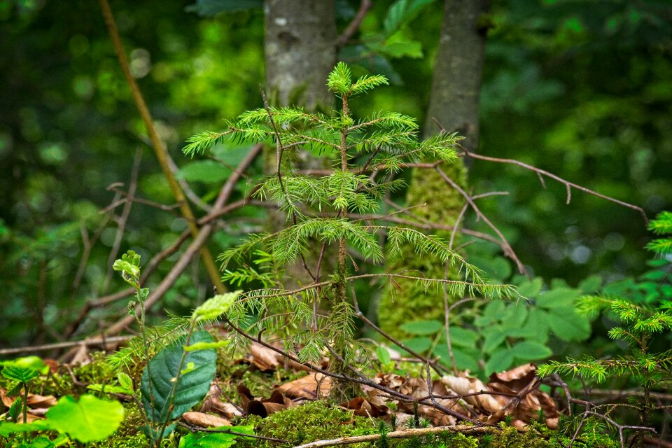Spruce growth offspring