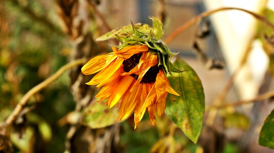 Wither beauty november