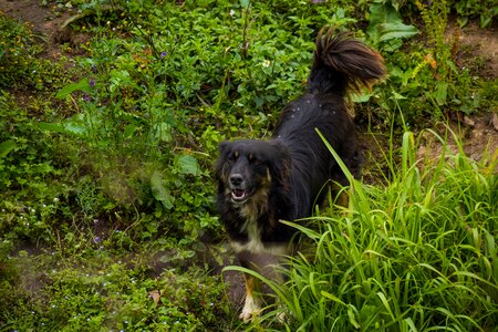 Bravo animal grass