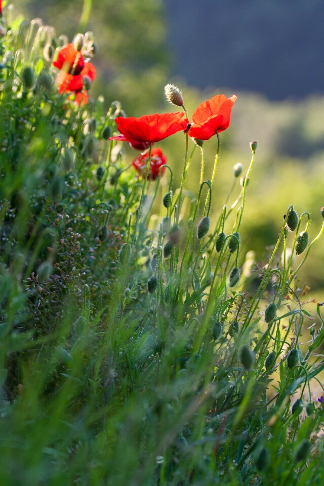 Nature meadow next