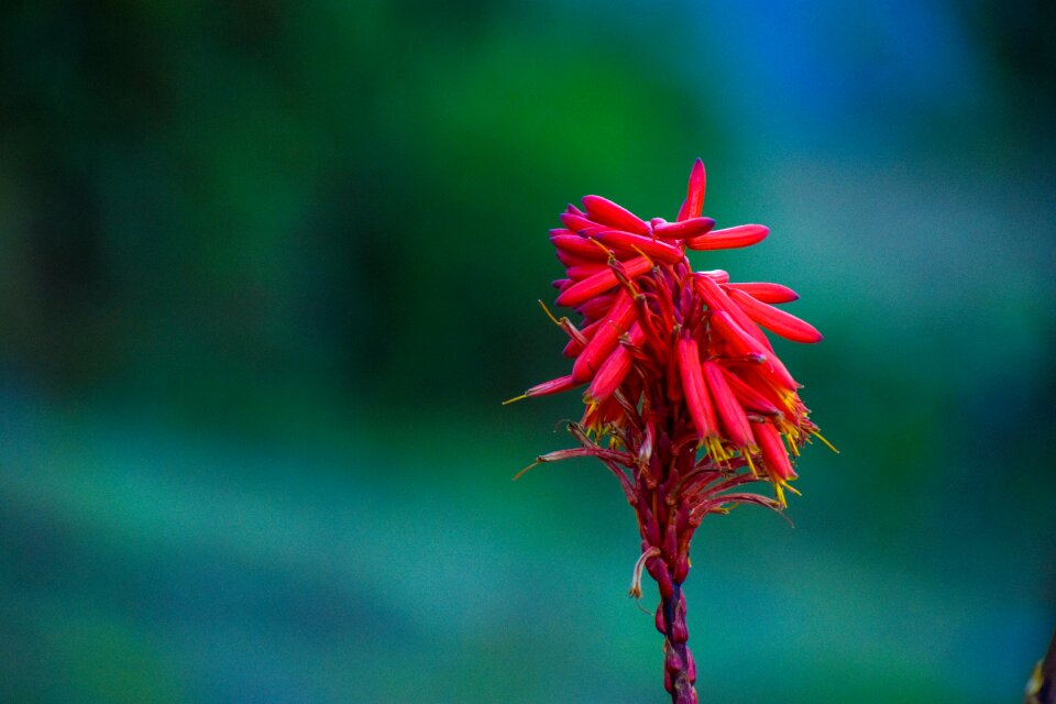 Summer prado colorful
