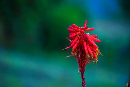Summer prado colorful