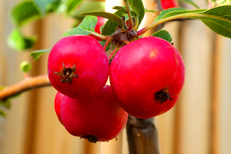 Fruits colorful color