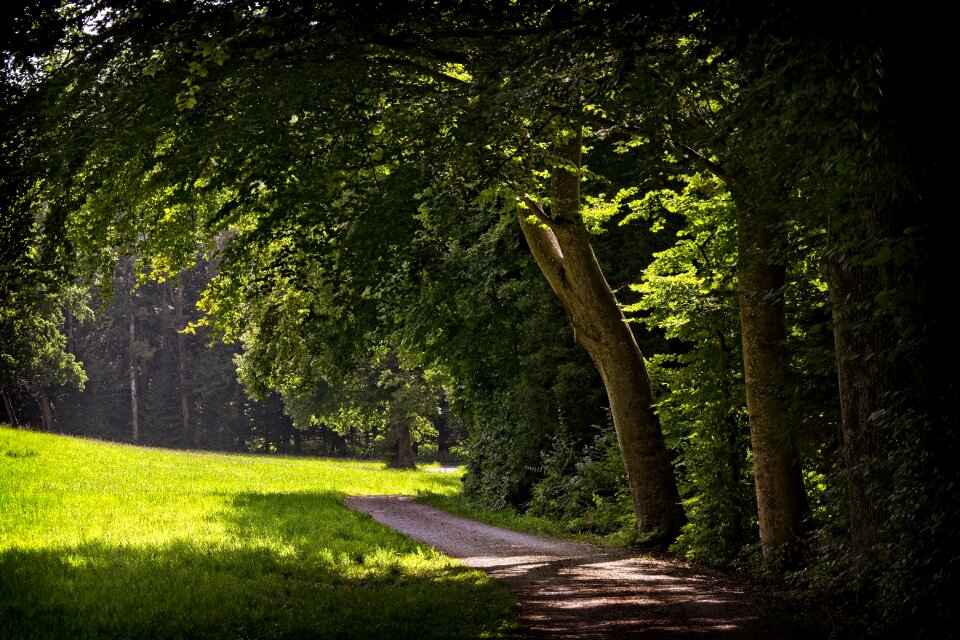 Forest nature mood