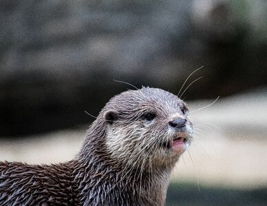 Animal wild animal animal world