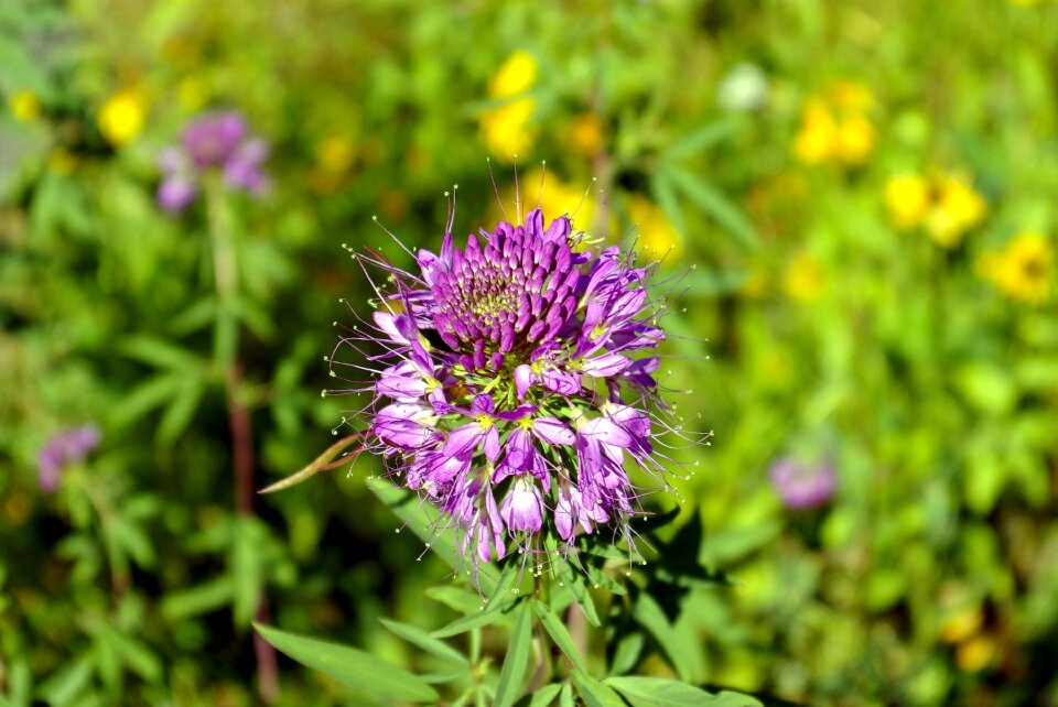 Bee plant bee plant
