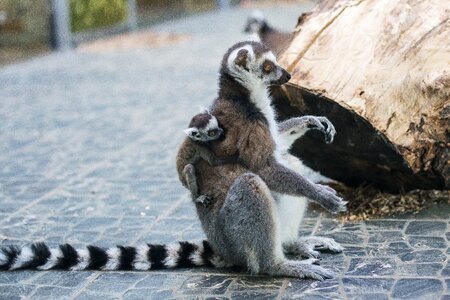 Zoo cute nature
