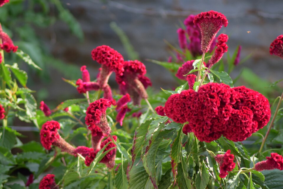 Red nature wild flowers