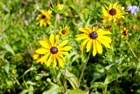 Rudbeckia hirta rudbeckia hirta