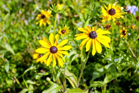 Rudbeckia hirta rudbeckia hirta photo