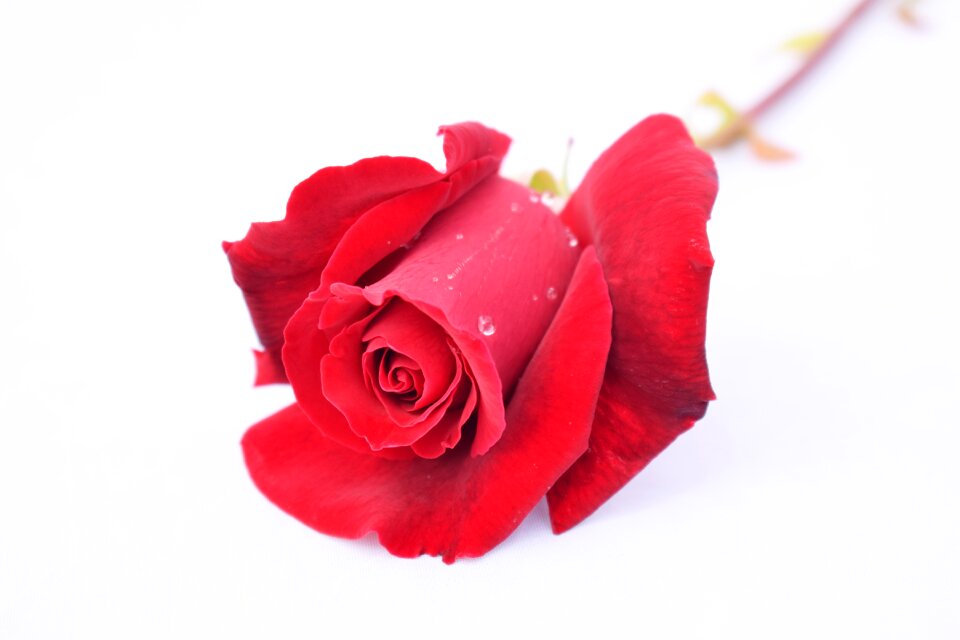 Rose red flower