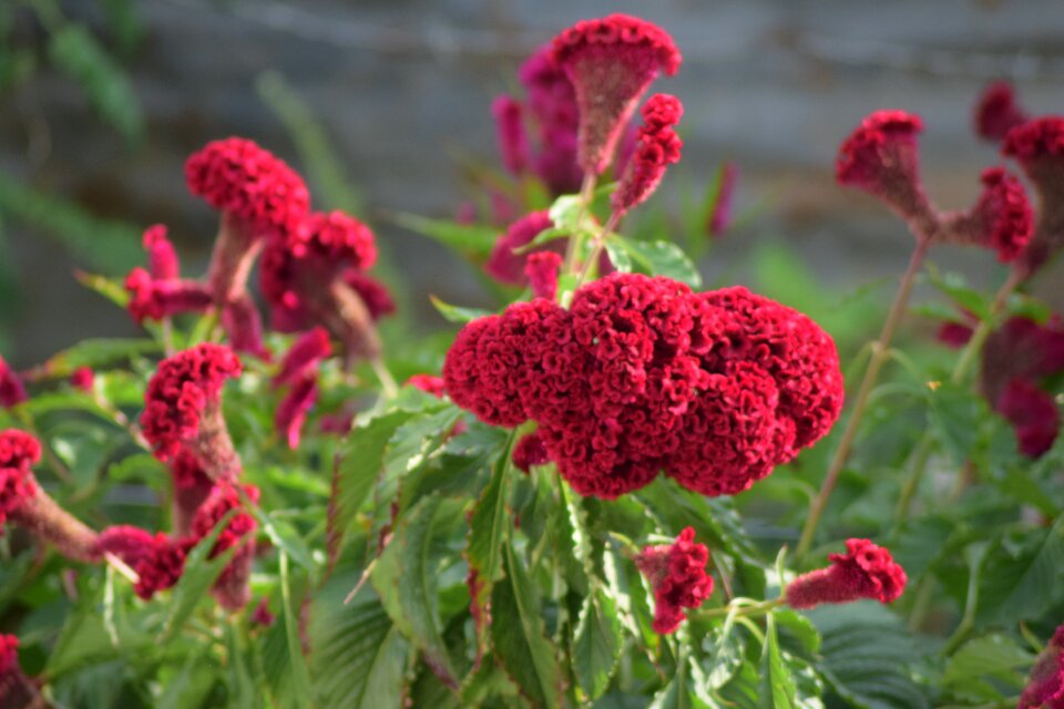Red nature wild flowers