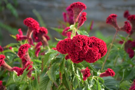 Red nature wild flowers