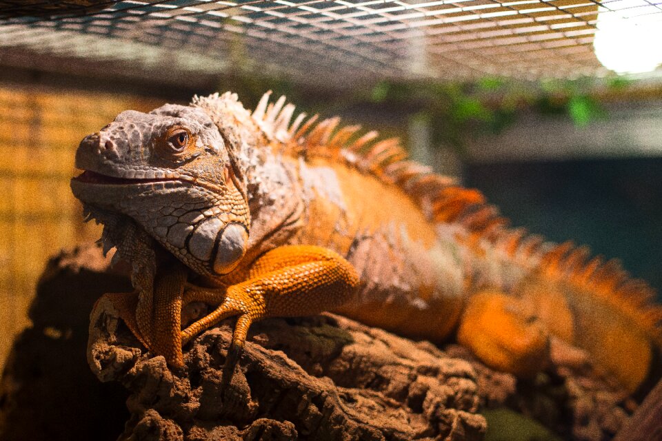 Lizard animals nature