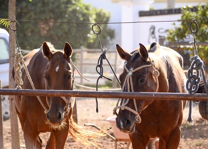 Horse fence field