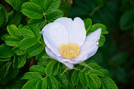 White wild rose petals