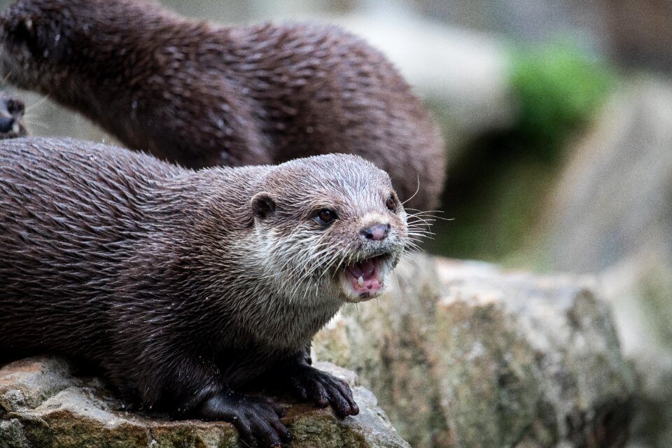 Animal wild animal animal world