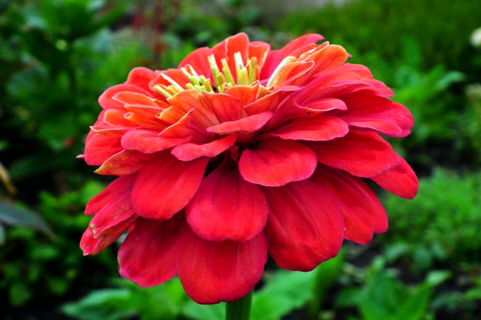 Garden nature closeup