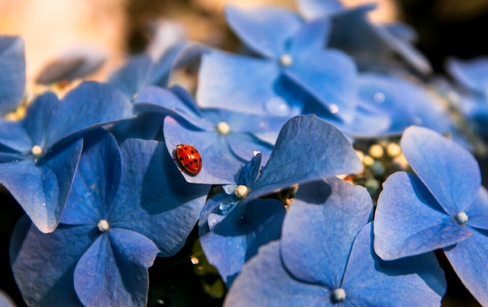 Bloom leaf hydrangea flower
