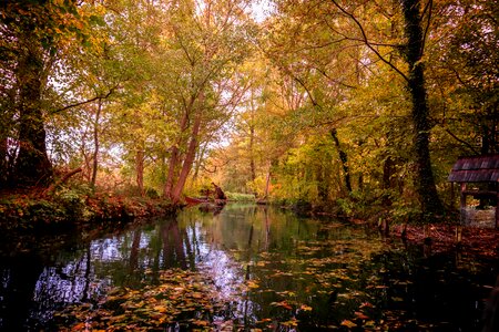 Landscape depth trees