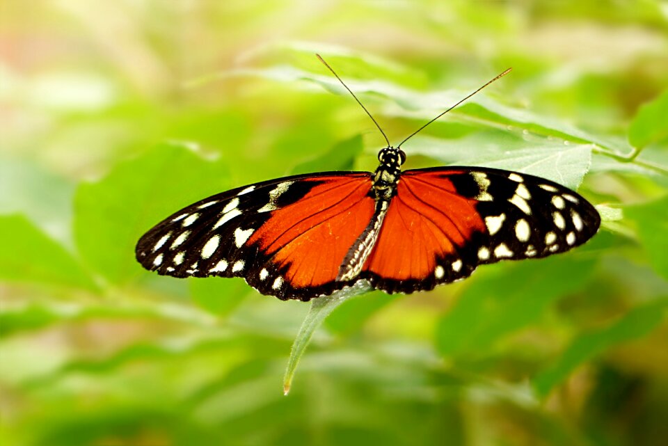 Painted lady lepidoptera black and white polka dots
