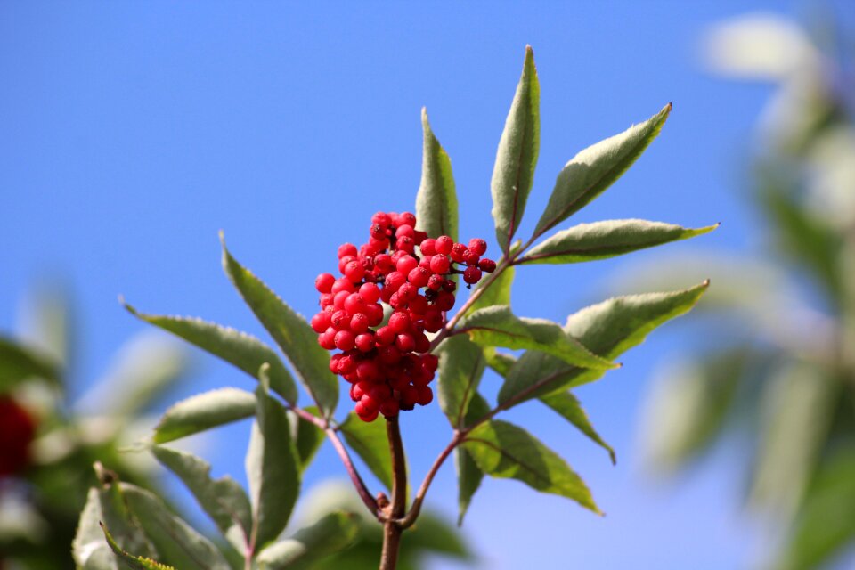 Red fruits summer nature