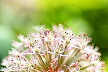 Blossom onion cultivated photo