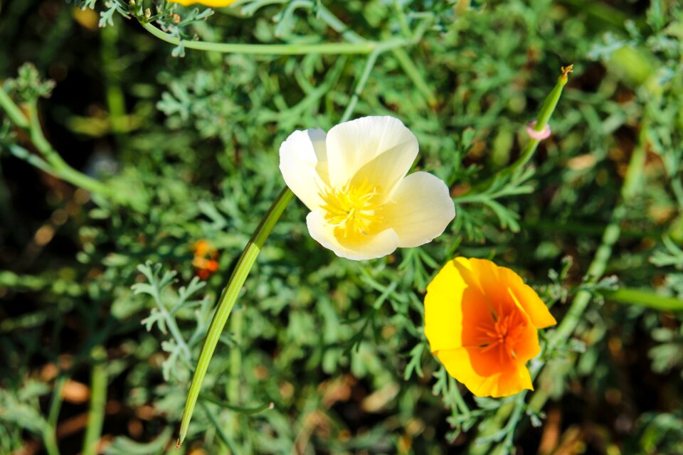Orange yellow colorful