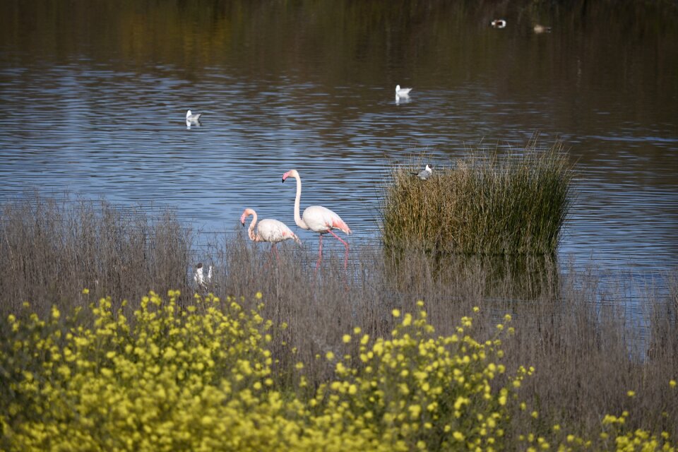 Pool nature flamingo