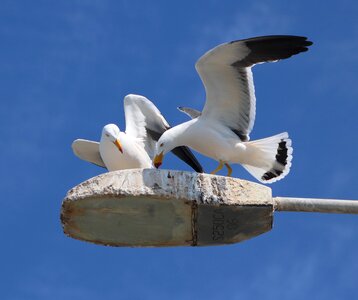 Wings wildlife gull photo