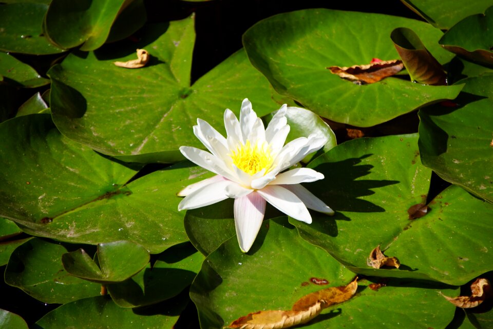 Plant green lake