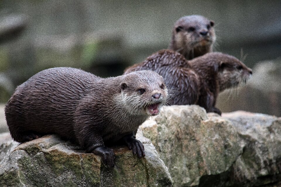 Animal wild animal animal world